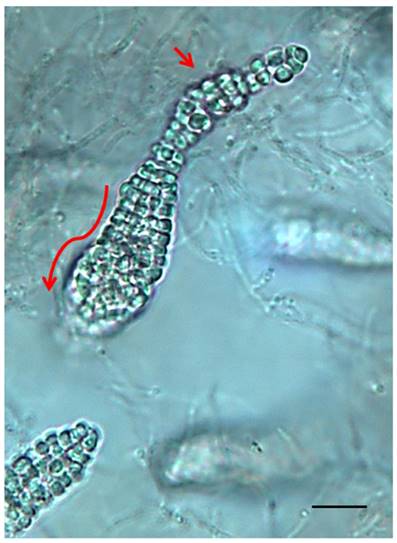 J Genomics Image