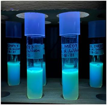 Draft Genome Sequences and Genomic Analysis for Pigment Production in  Bacteria Isolated from Blue Discolored Soymilk and Tofu